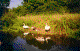 River Swans