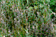 Embankment Flowers