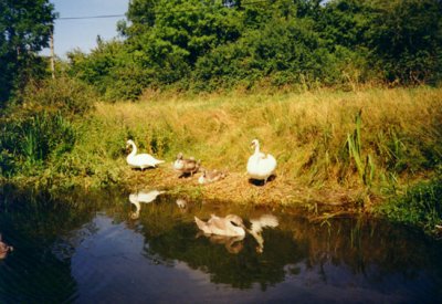 swans